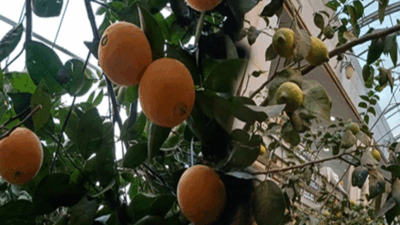 Erzincan’da limon ve portakal yetişmez” diyenlere inat, kentin yoğun kış