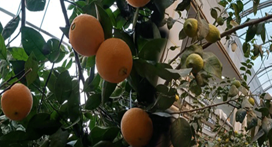 Erzincan’da limon ve portakal yetişmez” diyenlere inat, kentin yoğun kış