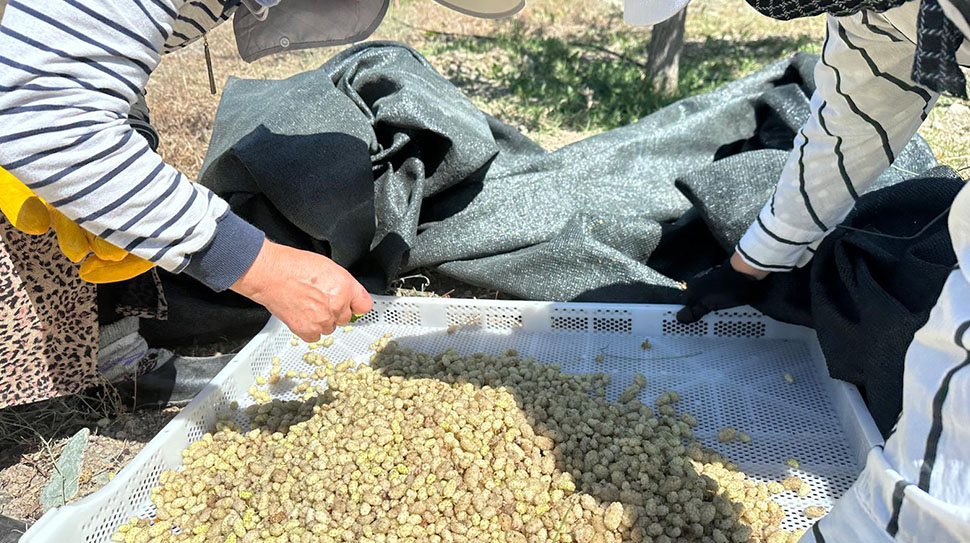 Erzincan İl Tarım ve Orman Müdürlüğü, kentteki meyvecilik faaliyetlerini modernize