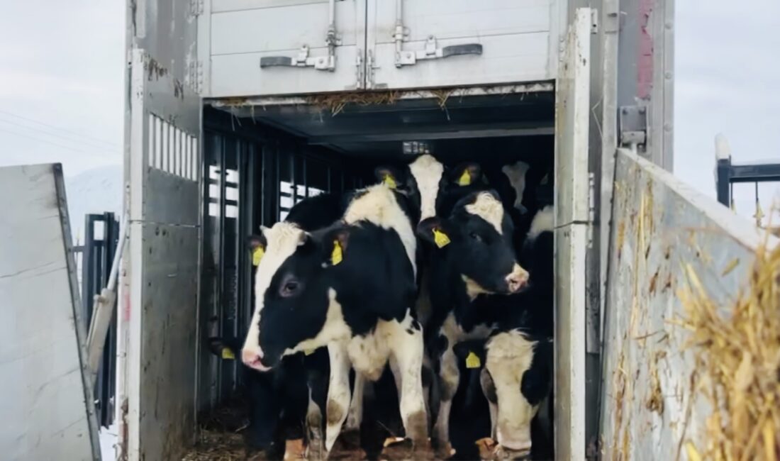 Erzincan’da hayvancılığın geliştirilmesi ve yüksek verimli damızlık ihtiyacının karşılanması amacıyla