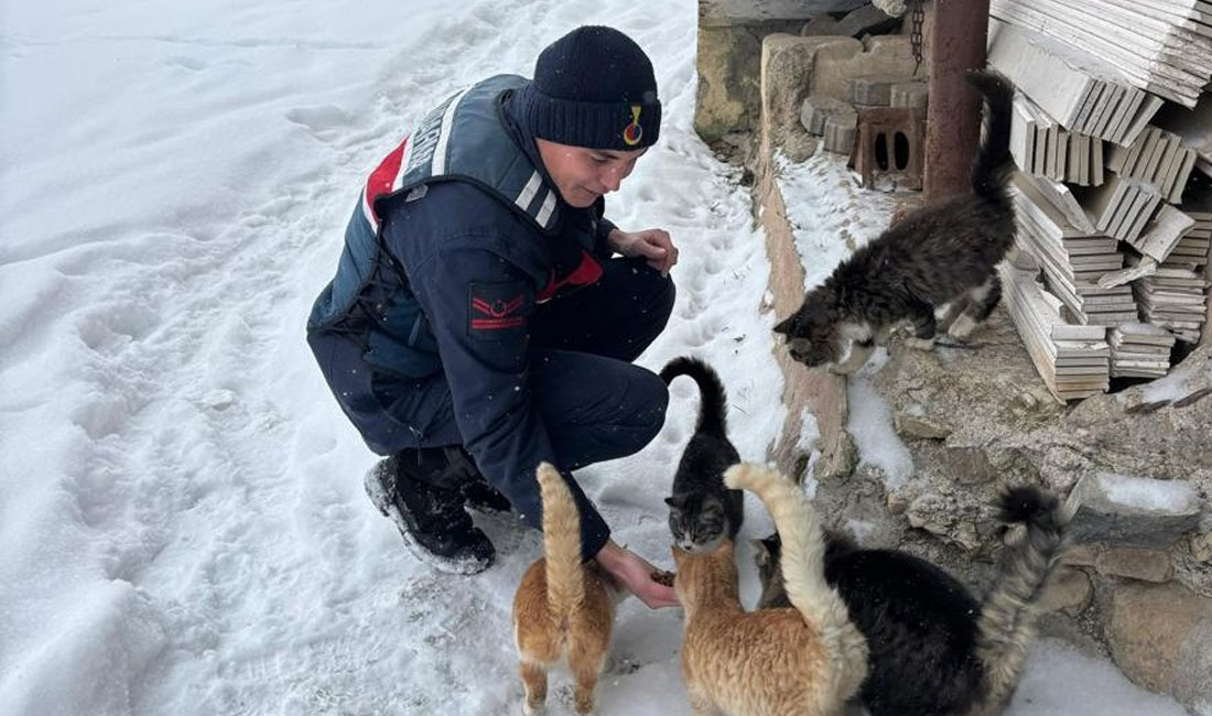 Sivas İl Jandarma Komutanlığı ekipleri, çetin kış şartlarında yiyecek bulmakta