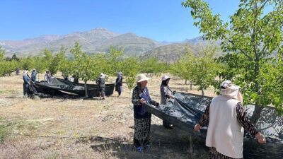 Erzincan İl Tarım ve Orman Müdürlüğü, Doğu Anadolu Projesi (DAP)