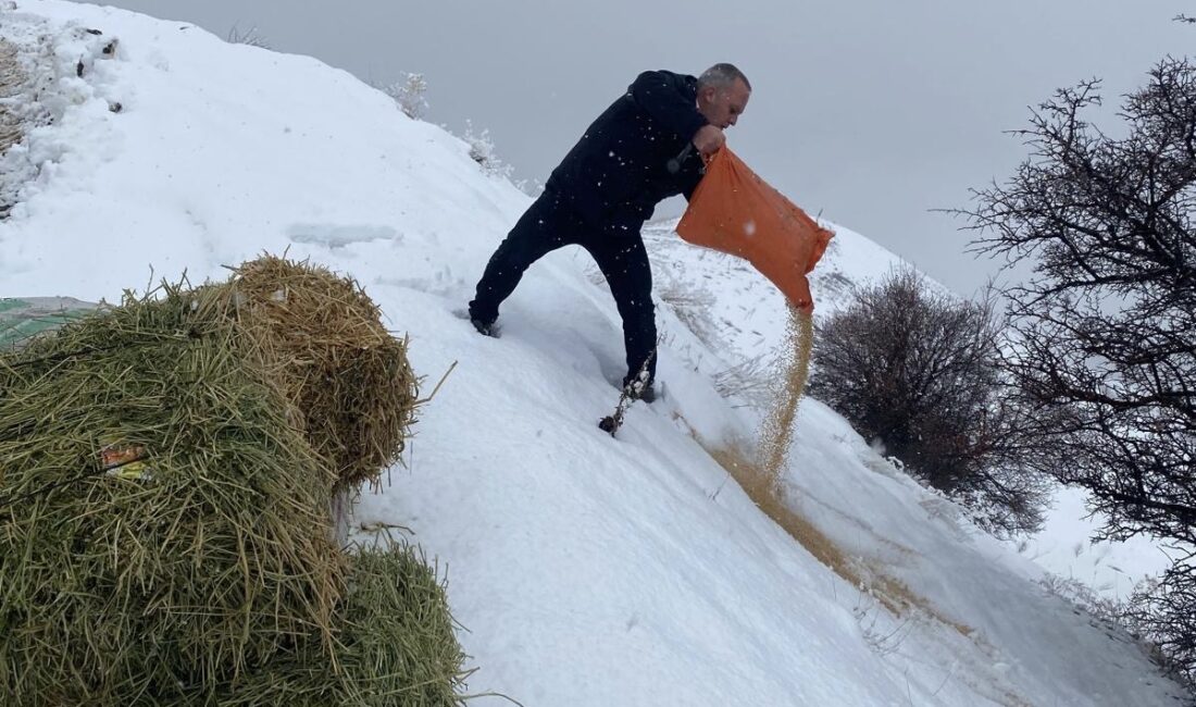 Erzincan’ın Üzümlü ilçesinde ağır kış şartları nedeniyle yiyecek bulmakta zorlanan