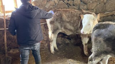 Kemaliye İlçe Tarım ve Orman Müdürlüğü bünyesinde görev yapan veteriner