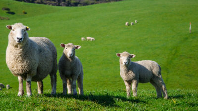 2026 Kurban Bayramı tarihleri için geri sayım başladı! Milyonlarca vatandaş