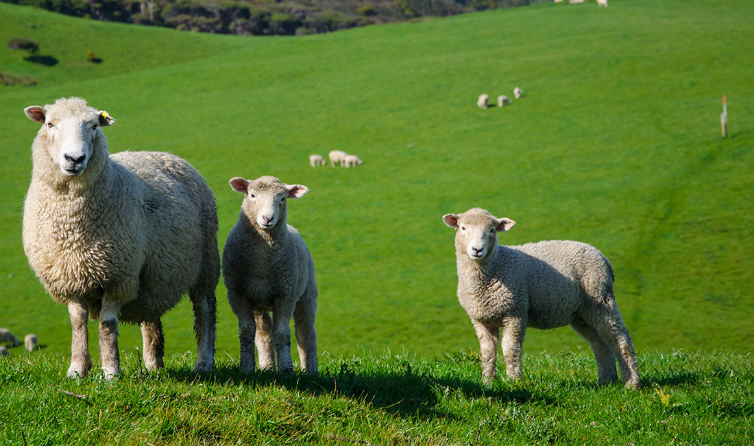 2026 Kurban Bayramı tarihleri için geri sayım başladı! Milyonlarca vatandaş