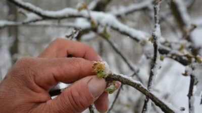 Erzincan İl Tarım ve Orman Müdürlüğü, 7-11 Nisan 2026 tarihleri