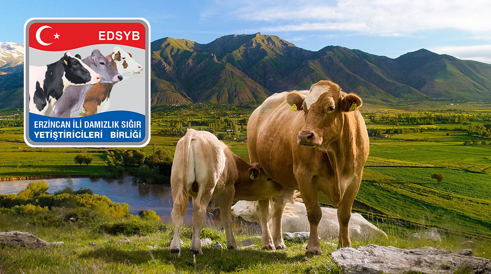 Erzincan hayvancılık camiasının büyük bir merakla beklediği Erzincan İli Damızlık