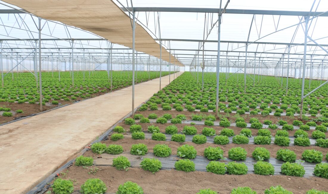 Erzincan’ın bereketli topraklarında tarımsal üretim, yenilikçi modellerle hız kesmeden büyümeye