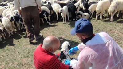 Erzincan’ın Kemah ilçesinde hayvancılığın sürdürülebilirliğini sağlamak ve hayvan hastalıklarıyla mücadele