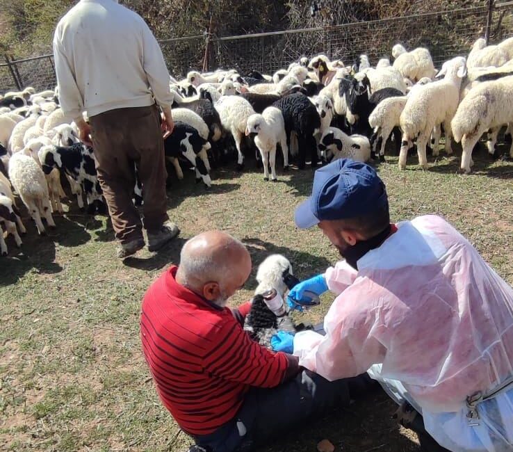 Erzincan’ın Kemah ilçesinde hayvancılığın sürdürülebilirliğini sağlamak ve hayvan hastalıklarıyla mücadele
