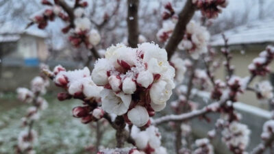 Erzincan’da bahar yerini yeniden kışa bırakıyor. Akşam başlayacak yağışların kar