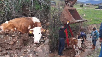 Tunceli merkez İnönü Mahallesi’nde balçığa saplanarak mahsur kalan bir inek,
