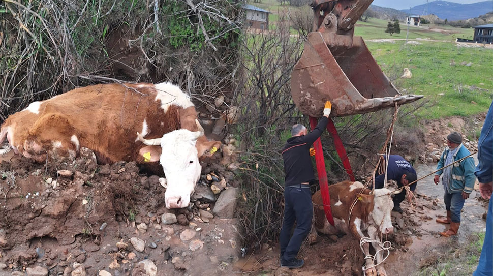 Tunceli merkez İnönü Mahallesi’nde balçığa saplanarak mahsur kalan bir inek,