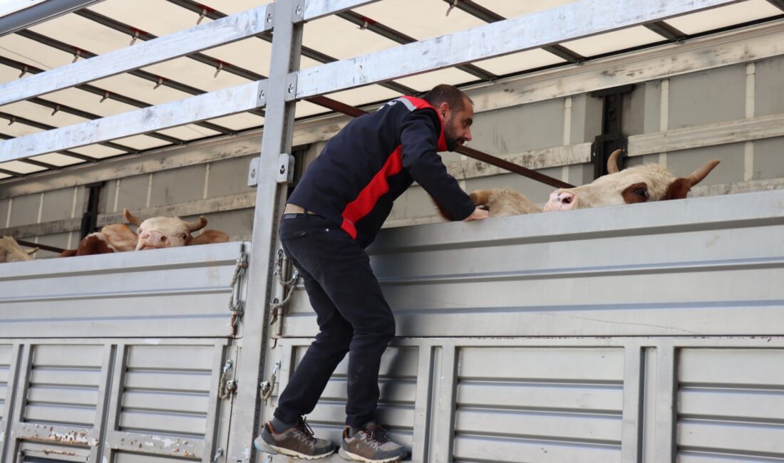 Yaklaşan Kurban Bayramı öncesinde, Doğu Anadolu Bölgesi’ndeki çeşitli illerden batı