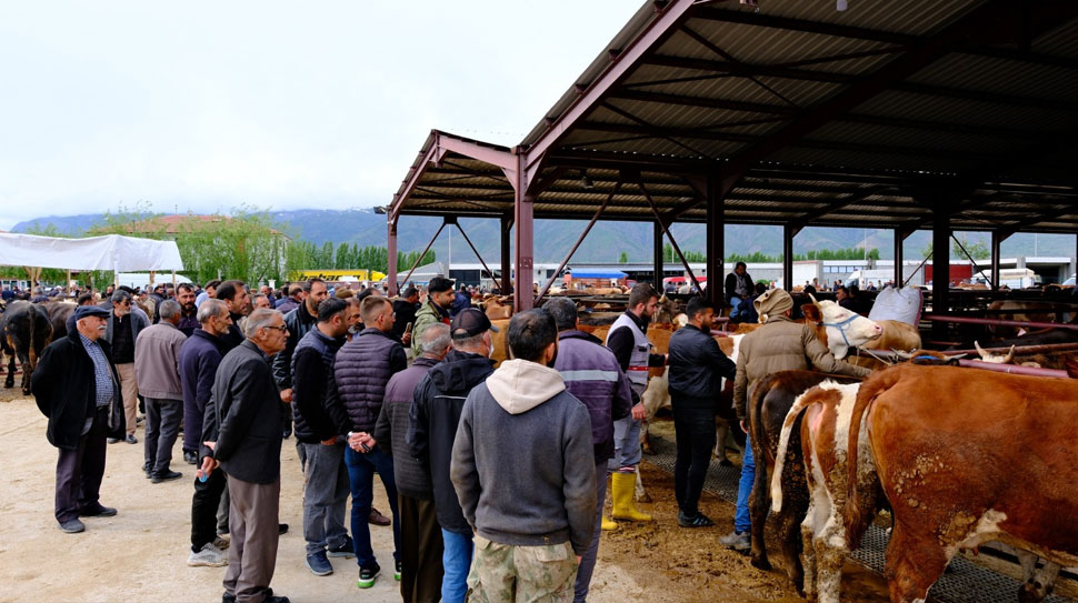 Kurban Bayramı’na sayılı günler kala Erzincan Hayvan Pazarı en hareketli