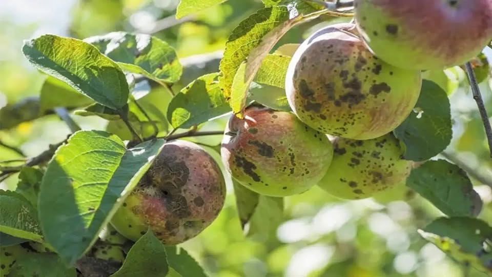 Erzincan genelinde elma ve armut üretimi yapan çiftçiler için kritik