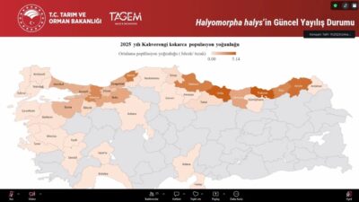 Tarım ve orman alanlarında ciddi tehdit oluşturan kahverengi kokarca zararlısına