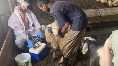 Erzincan genelinde hayvancılığın geliştirilmesi, hayvan sağlığının korunması ve salgın hastalıklarla