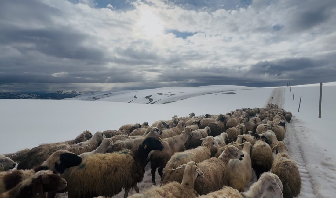 Erzincan’ın Refahiye ilçesinde, bahar mevsimiyle birlikte yayla sezonunu açmak isteyen
