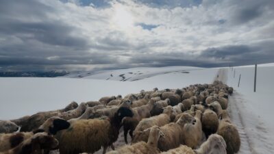 Erzincan’ın Refahiye ilçesinde, bahar mevsimiyle birlikte yayla sezonunu açmak isteyen