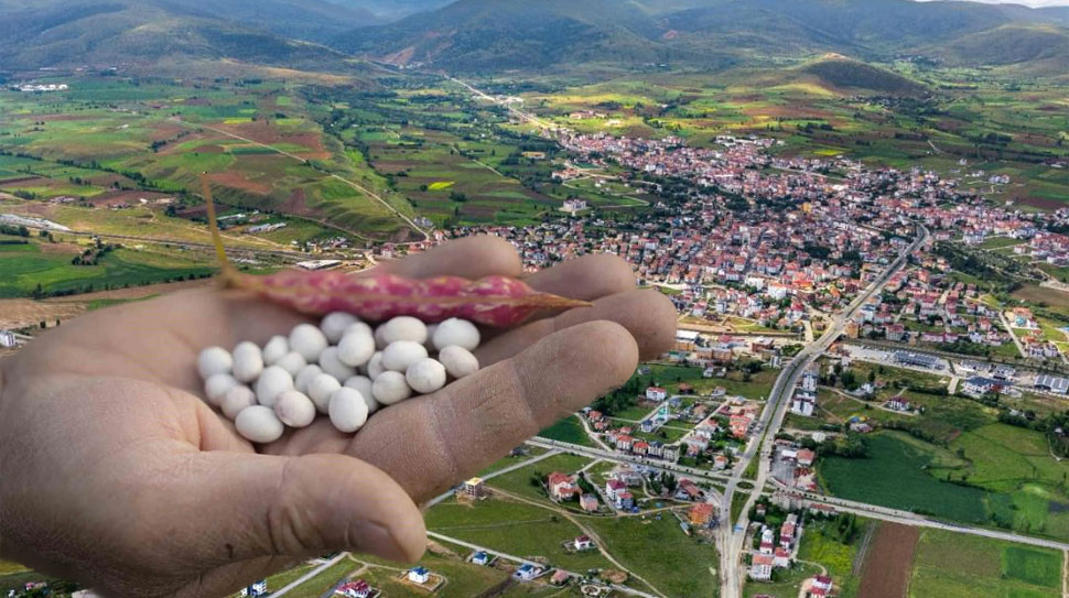 Gümüşhane’nin tescilli lezzeti Kelkit Şeker Fasulyesi, Guinness Rekorlar Kitabı’na girmeye