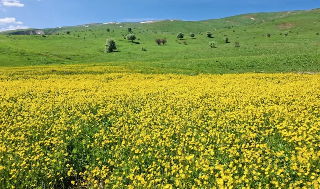 Erzincan’da bahar ve yaz aylarının gelmesiyle birlikte yüksek rakımlı dağlarda