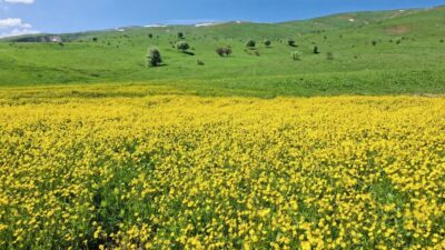 Erzincan’da bahar ve yaz aylarının gelmesiyle birlikte yüksek rakımlı dağlarda