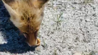 Erzincan ile Tunceli’nin Pülümür ilçesini birbirine bağlayan karayolunda seyir halindeki