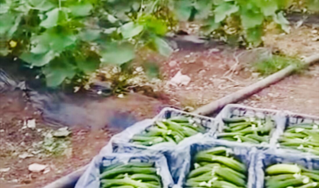 Erzincan’ın Çayırlı ilçesinde, yerel kalkınmayı artırmak ve tarımsal üretimi desteklemek