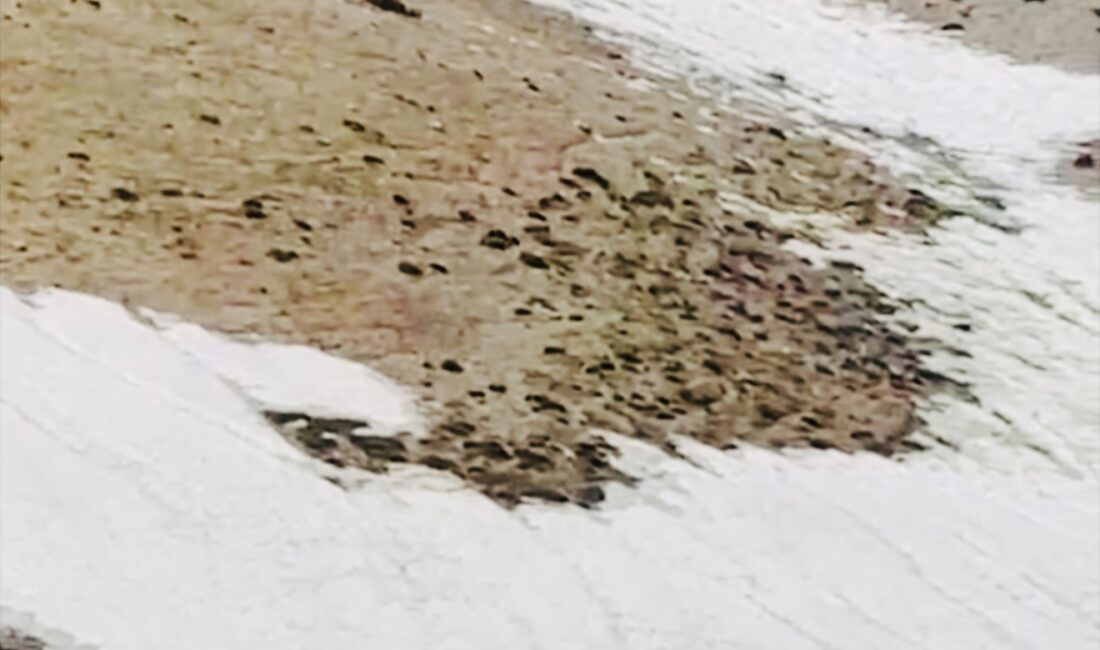 Erzincan’ın yüksek kesimlerinde eşine az rastlanır bir an yansıdı; av