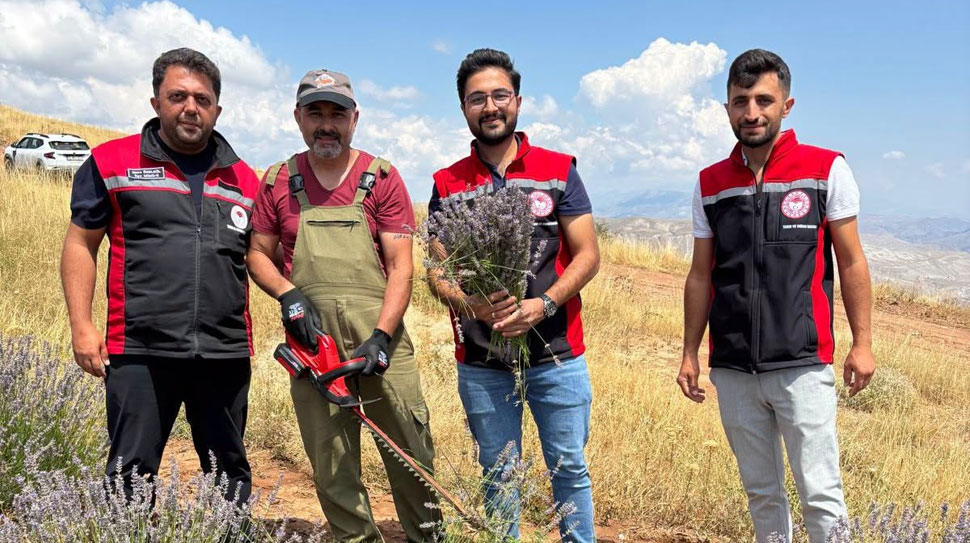 Erzincan’ın Kemah ilçesine bağlı Yahşiler Köyü, tarlalarda açan mor lavantalarla