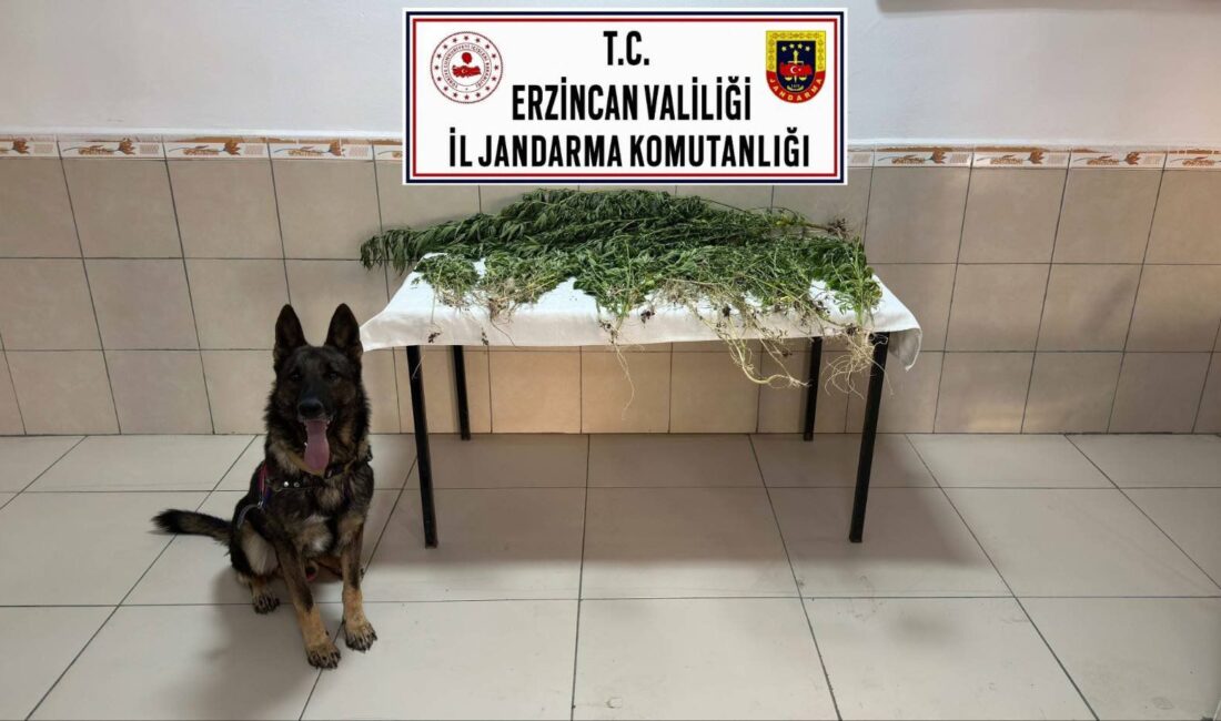 Erzincan’ın Üzümlü ilçesinde jandarma ekiplerinin gerçekleştirdiği uyuşturucu operasyonunda, tarla aralarına