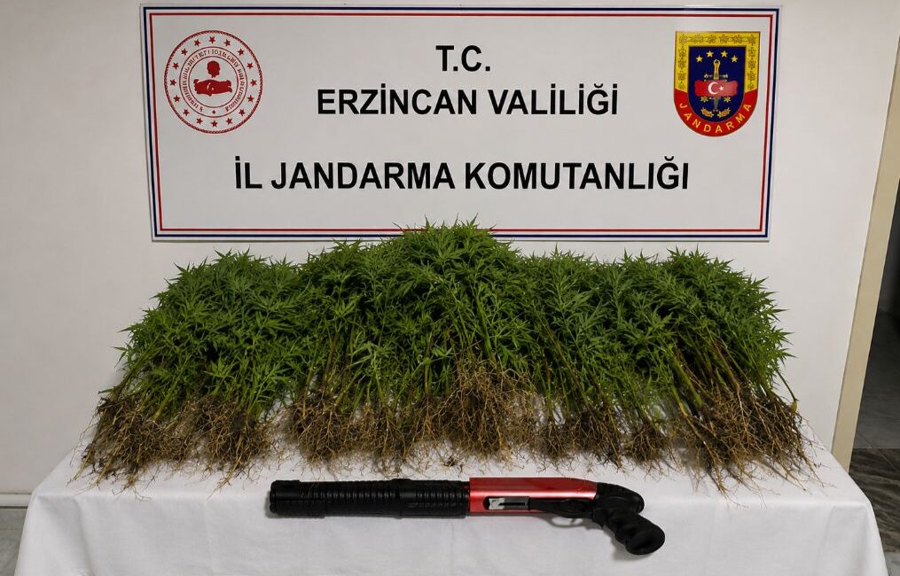 Erzincan’ın Tercan ilçesinde jandarma ekiplerinin gerçekleştirdiği uyuşturucu operasyonunda, kenevir&nbsp;tespit edilen