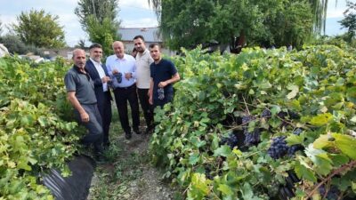 Erzincan’ın coğrafi işaret tescilli ünlü ürünlerinden “Cimin Üzümü”nde bağ bozumu