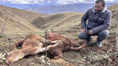 Erzincan’ın Koçyatağı köyünde üreticilerin hayvanlarına ayı saldırısı sürüyor. 20 gün