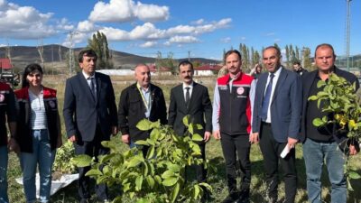 Erzincan’ın Çayırlı ilçesinde BOTAŞ’ın destekleriyle temin edilen ceviz fidanları, düzenlenen