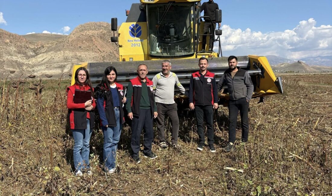 Erzincan’ın Çayırlı ilçesinde devam eden ayçiçeği hasadında, ürün kayıplarının önüne