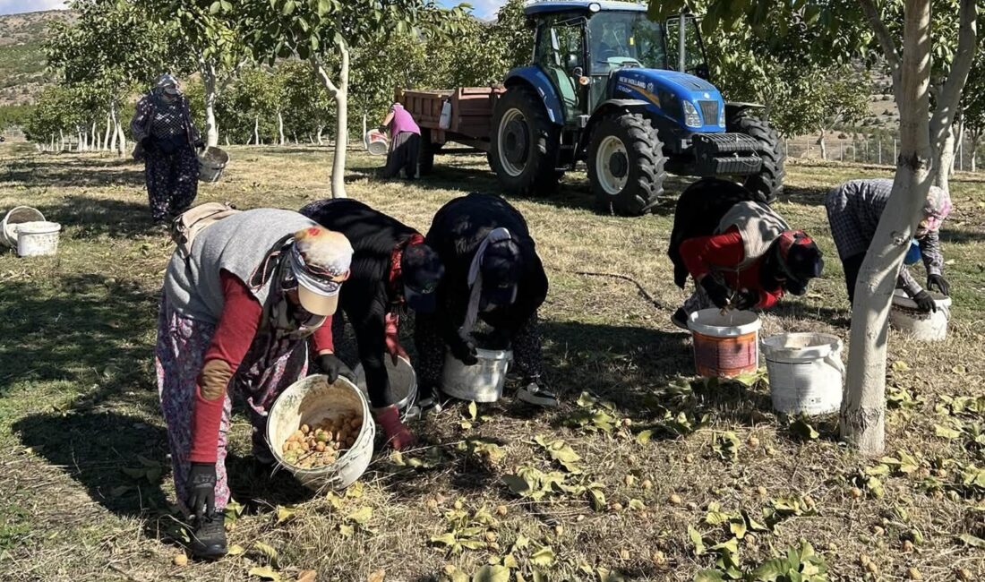 Erzincan’ın Kemah ilçesine bağlı Özdamar köyünde yaklaşık 1400 dönüm arazi
