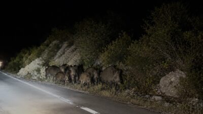 Erzincan-Kemah karayolunda akşam saatlerinde yola çıkan yaban domuzu sürüsü, motosikletiyle